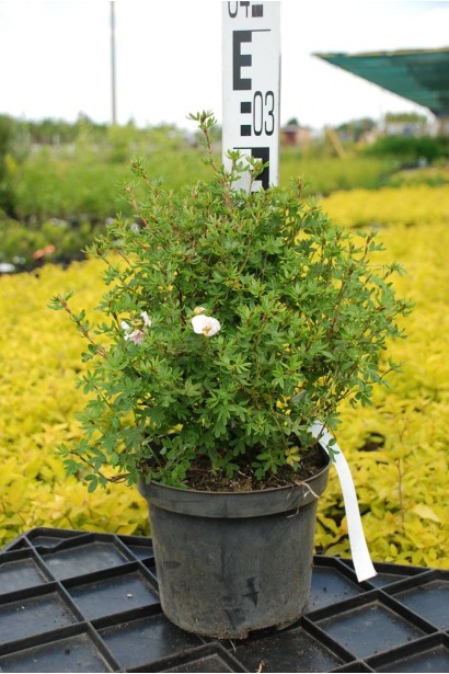 Лапчатка кущова Абботсвуд - 3л/вис.30-40см/Ø25-30см